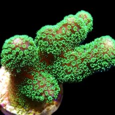 WYSIWYG M20 Ultra Neon Fluorescent Stylophora Frag Large