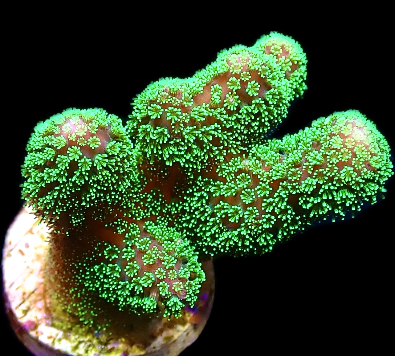 WYSIWYG M20 Ultra Neon Fluorescent Stylophora Frag Large