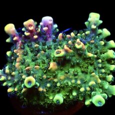 WYSIWYG 14C Pink Cadillac Acropora Large