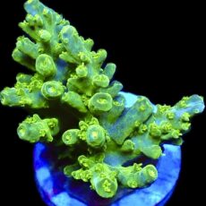 WYSIWYG 15A Lemon Slimer Acropora Frag
