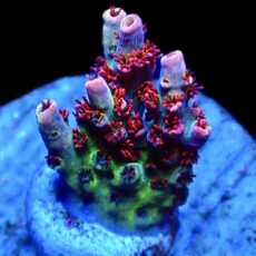 WYSIWYG 11F Dragon's Breath Acropora Frag