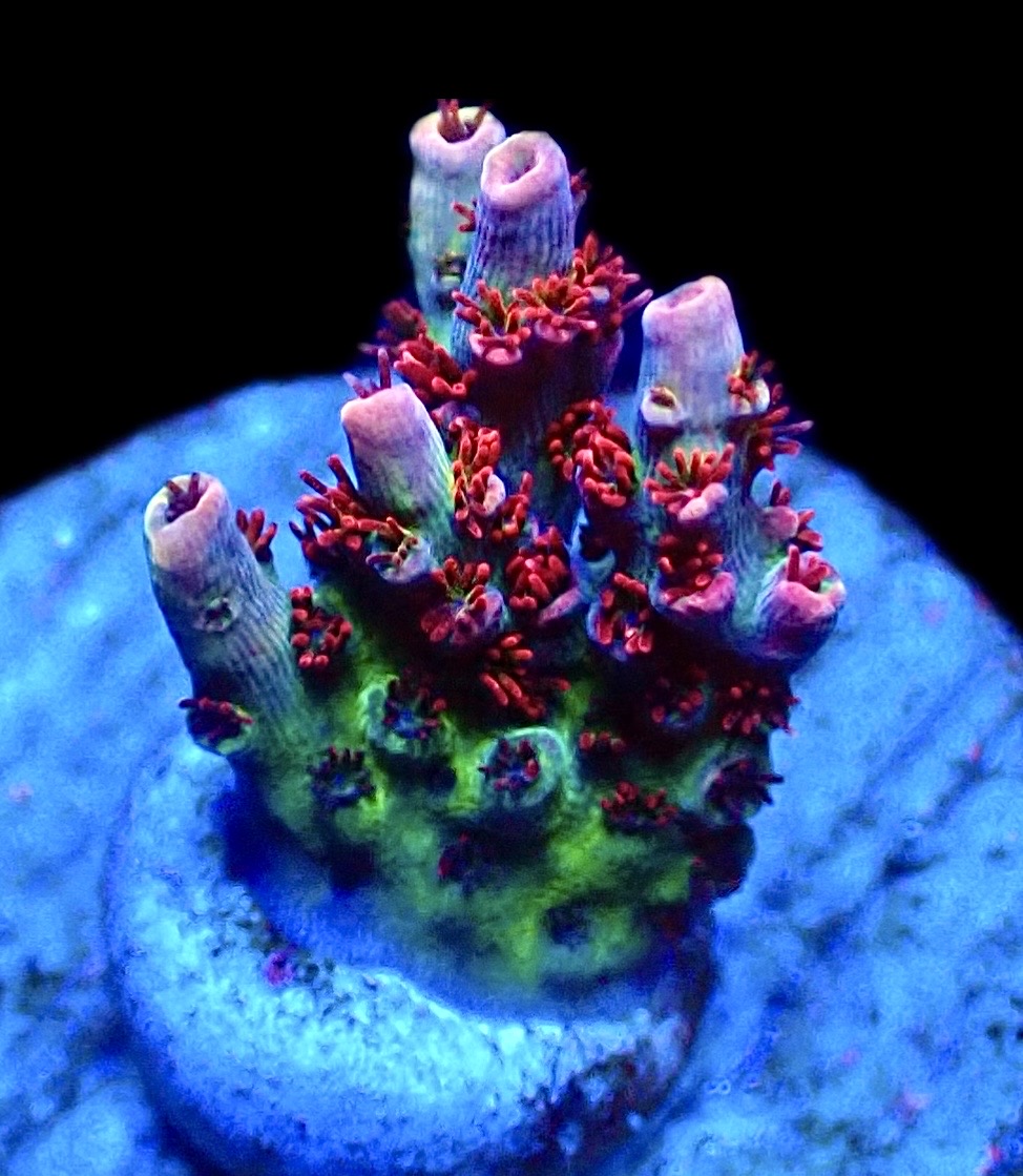 WYSIWYG 11F Dragon's Breath Acropora Frag