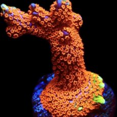WYSIWYG 23E Bubblegum Montipora Large