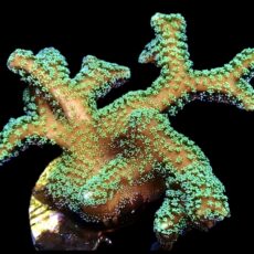 WYSIWYG M19 Fibre Optic Seriatopora Frag Large