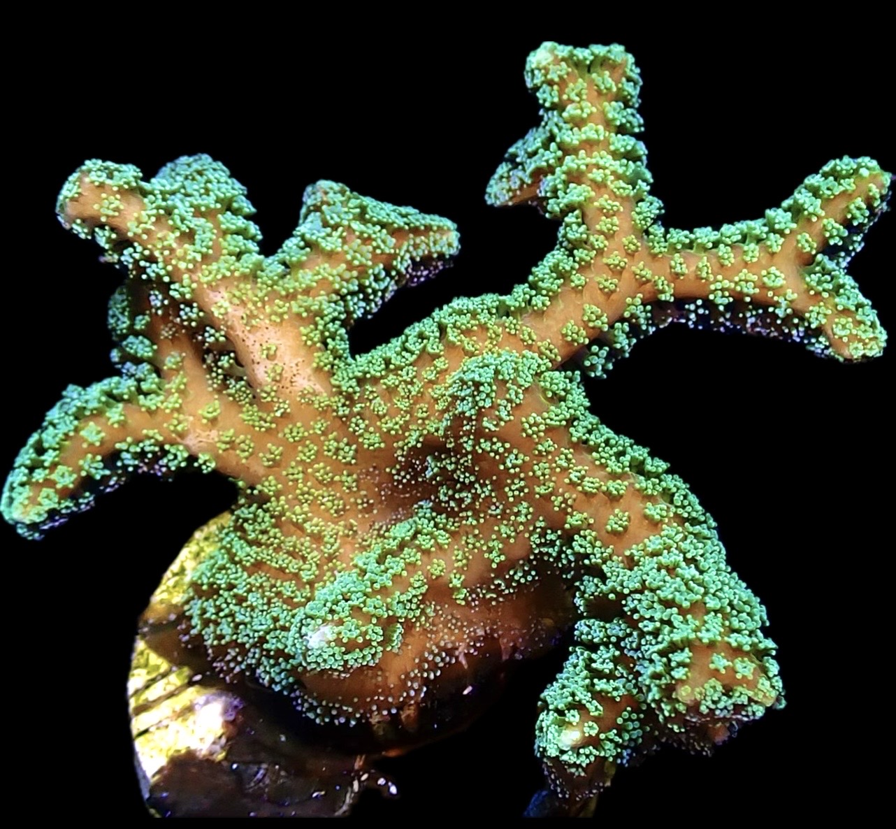 WYSIWYG M19 Fibre Optic Seriatopora Frag Large