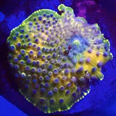 WYSIWYG A5 Rainbow Discosoma Mushroom