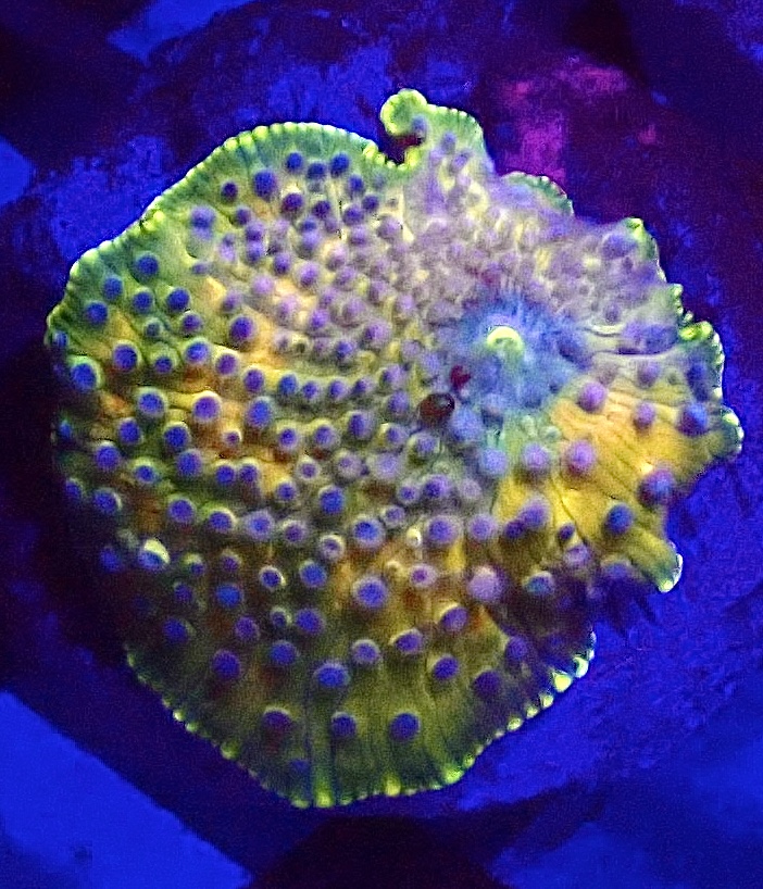 WYSIWYG A5 Rainbow Discosoma Mushroom