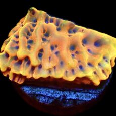 WYSIWYG 7K Crazy T Montipora Frag