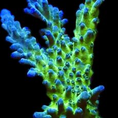 WYSIWYG 20i Electric Miyagi Tort Acropora Frag Extra Large