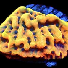 WYSIWYG 12B Crazy T Montipora Frag