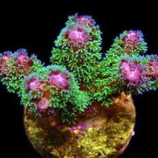 WYSIWYG 18D Amethyst Gem Pocillopora Frag
