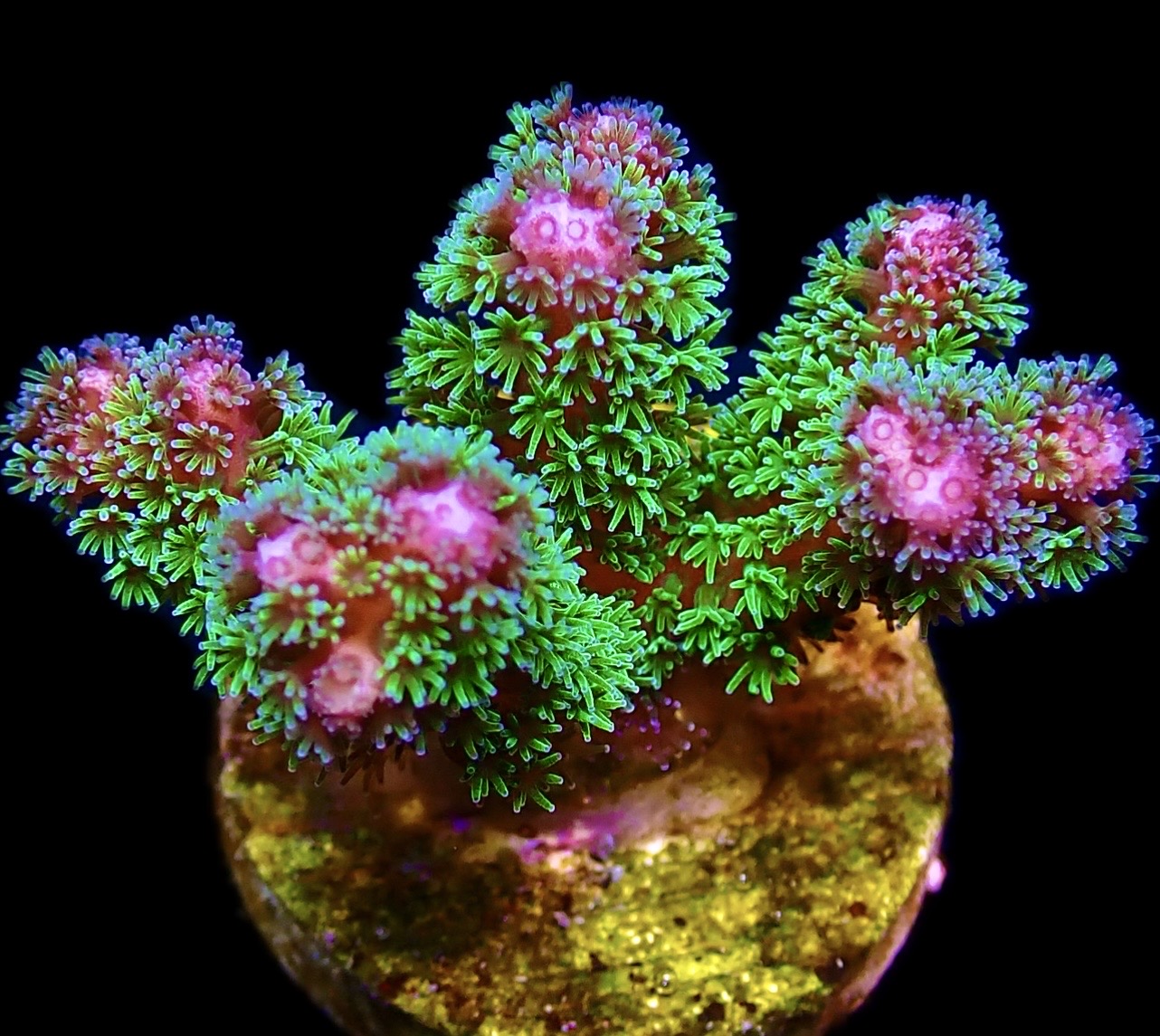 WYSIWYG 18D Amethyst Gem Pocillopora Frag