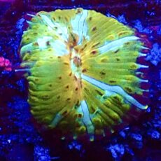 WYSIWYG A53 Ultra Discosoma Mushroom Small