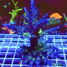 WYSIWYG  Electric Miyagi Tort Acropora  Large Colony 1 ( 120mm )