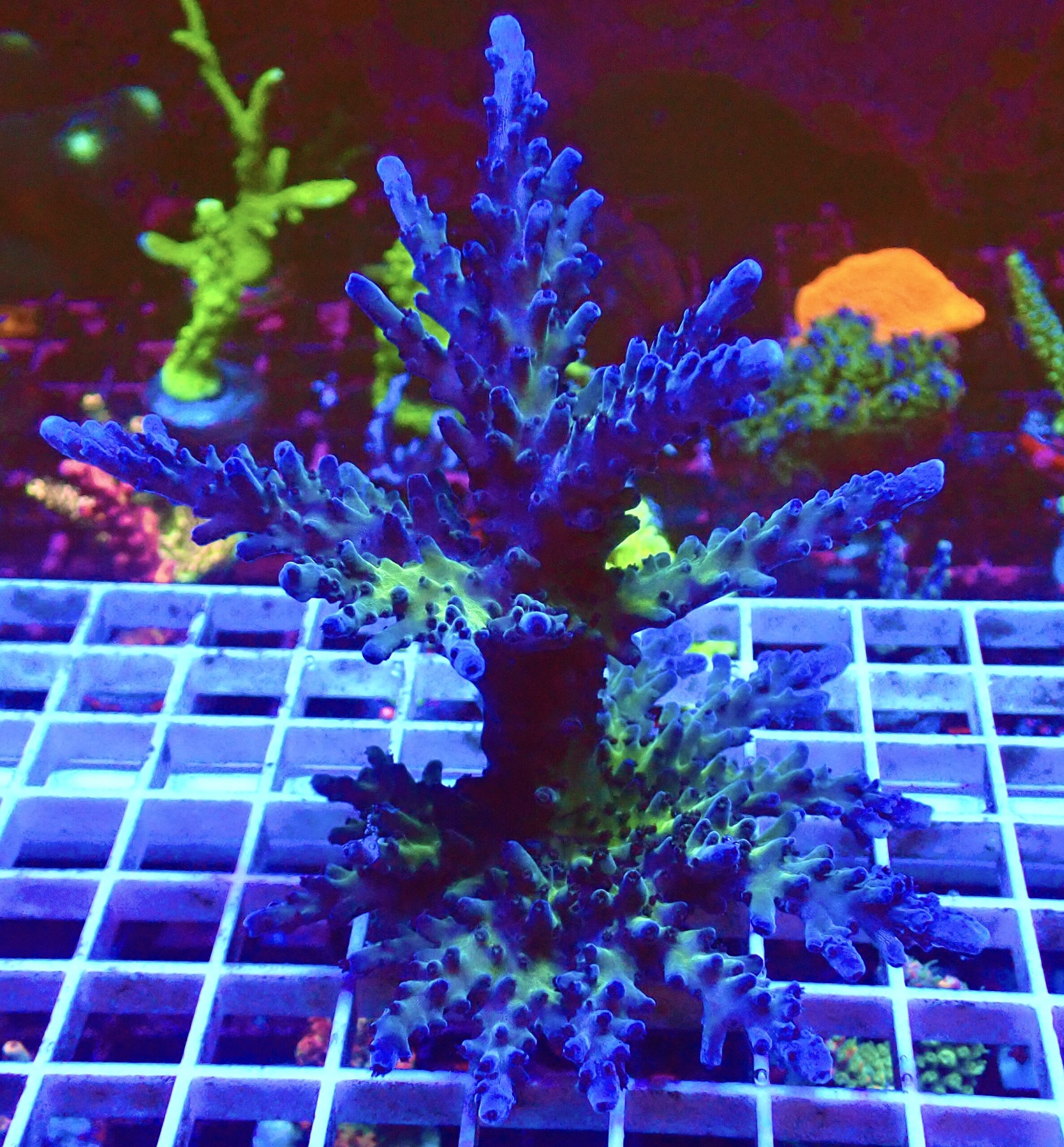 WYSIWYG Electric Miyagi Tort Acropora Large Colony 1 ( 120mm )