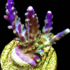 WYSIWYG 18B Acropora Tricolour