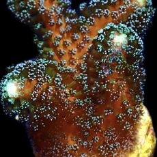 WYSIWYG 19K Purple Stylophora Milka