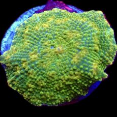 WYSIWYG 32G Ultra Discosoma Mushroom