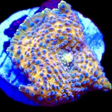 WYSIWYG 33G Ultra Discosoma Mushroom