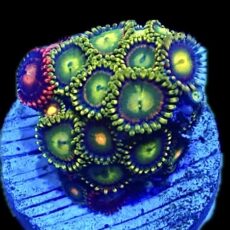 WYSIWYG Zoanthid Frag R1