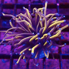 WYSIWYG 24K Torch Euphyllia Large Single Head 6