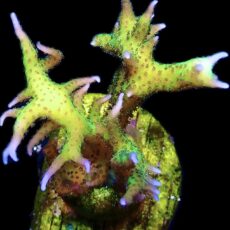 WYSIWYG M1 Lime Berry Seriatopora Hysterix