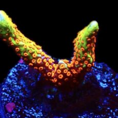 WYSIWYG 12B Bubblegum Montipora