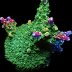 WYSIWYG 25G Rainbow Staghorn Frag Large