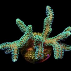 WYSIWYG 14B Fibre Optic Seriatopora Frag Large