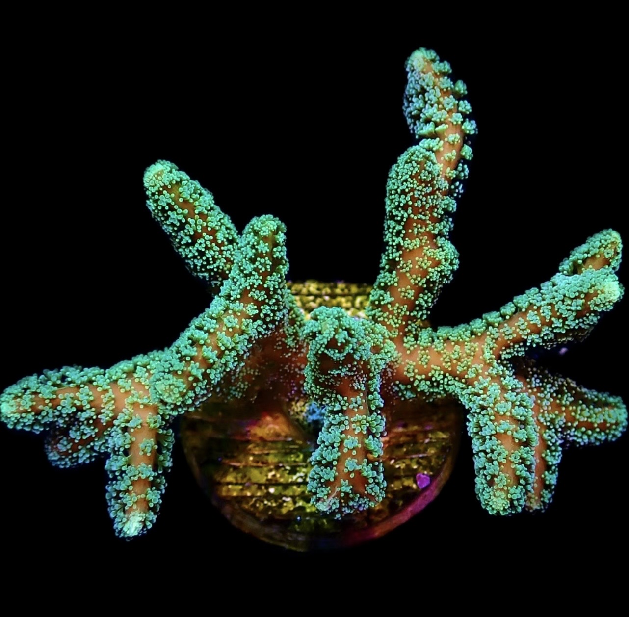 WYSIWYG 14B Fibre Optic Seriatopora Frag Large