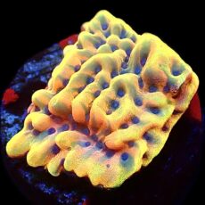 WYSIWYG 8G Crazy T Montipora Frag