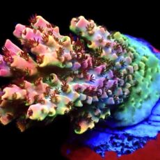 WYSIWYG 21D Bill Murray Acropora Frag