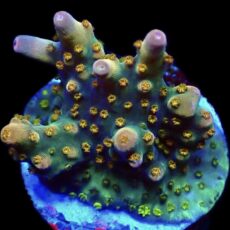 WYSIWYG 19D Midnight Beacon Acropora Frag