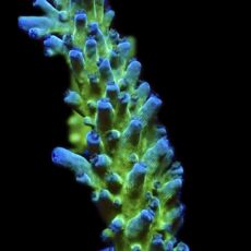 WYSIWYG 26F Electric Miyagi Tort Acropora Frag Extra Large