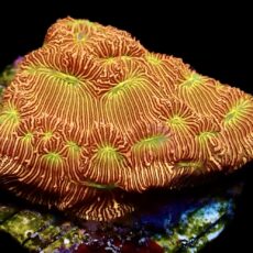 WYSIWYG 20C Jack 'O' Lantern Leptoseris Frag
