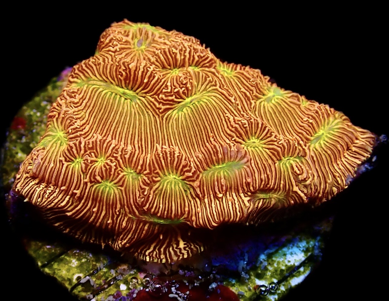 WYSIWYG 20C Jack 'O' Lantern Leptoseris Frag