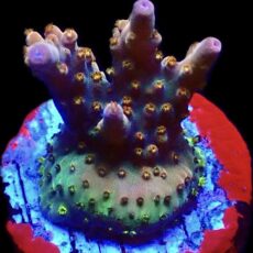 WYSIWYG M10 Midnight Beacon Acropora Frag