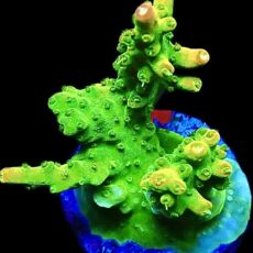 WYSIWYG 19G Rainbow Loom Ultra Frag Large