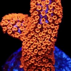 WYSIWYG 16D Bubblegum Montipora