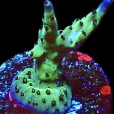 WYSIWYG M11 Pearlberry Acropora Frag