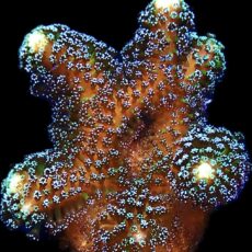 WYSIWYG 12K Purple Stylophora Milka Large
