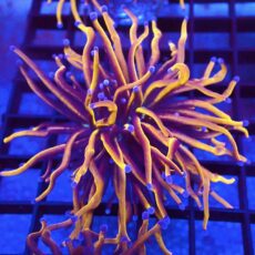 WYSIWYG 24K Torch Euphyllia 74