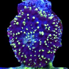 WYSIWYG 31F Green / Purple  Frilly Mushroom