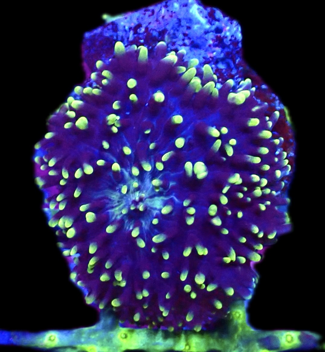 WYSIWYG 31F Green / Purple Frilly Mushroom