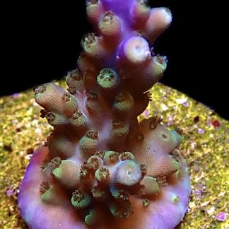 WYSIWYG M1 Purple Monster Acropora Frag