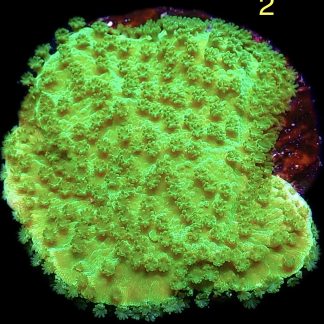 WYSIWYG M2 Green Goblin Montipora Frag