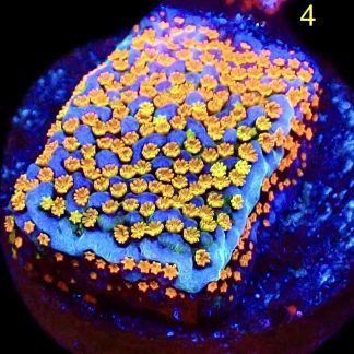 WYSIWYG M4 Rainbow Montipora
