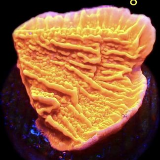 WYSIWYG M8 Orange Plating Montipora Frag