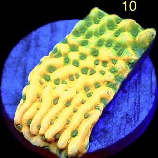 WYSIWYG M10 Kung Pao Montipora Frag