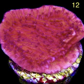 WYSIWYG M12 Purple Plating Montipora Frag